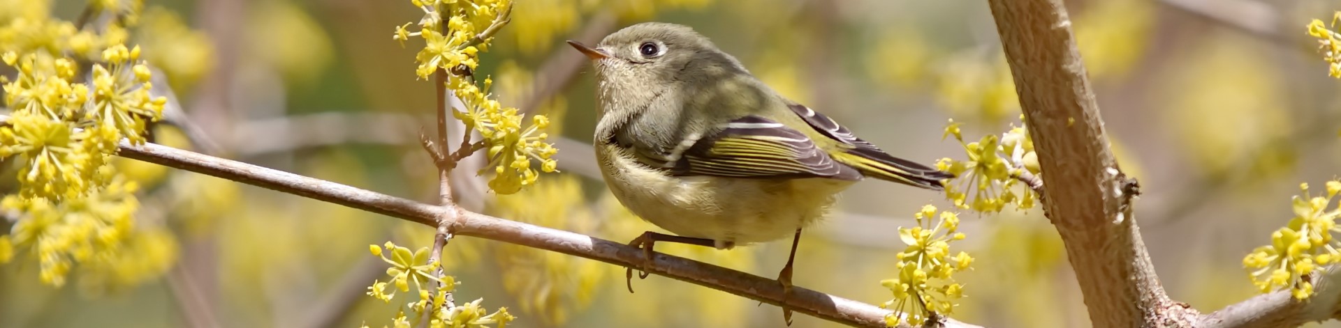 Forest Field Day: Bountiful Birds