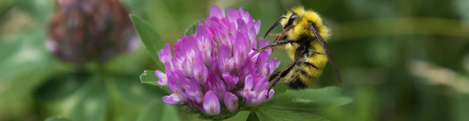 Forest Field Day: Flowers and Pollinators