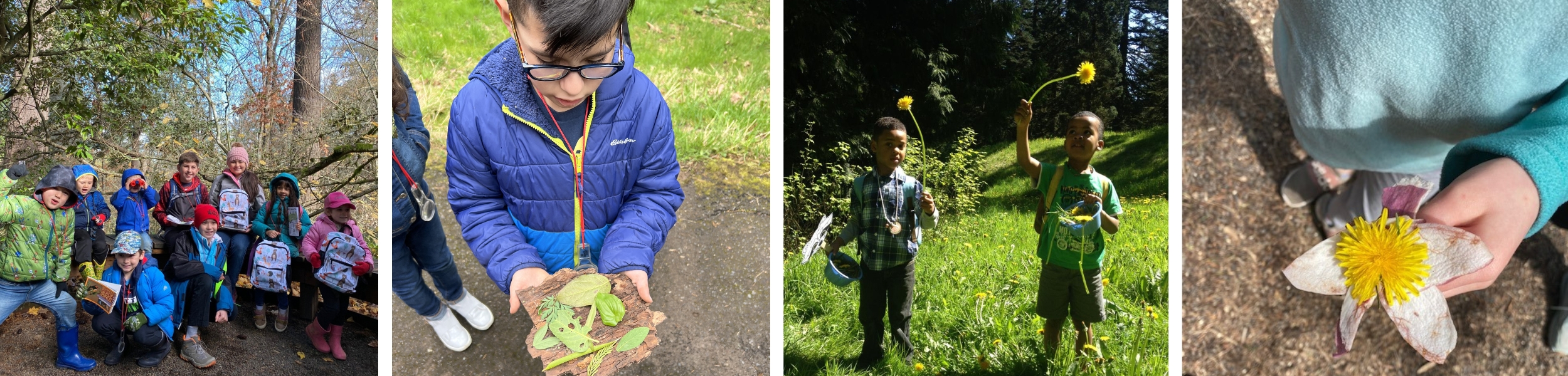 Forest Field Day: A Homeschool Program