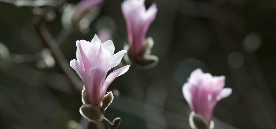 Pink magnolia flowers open on a branch surrounded by small fuzzy leaf buds.