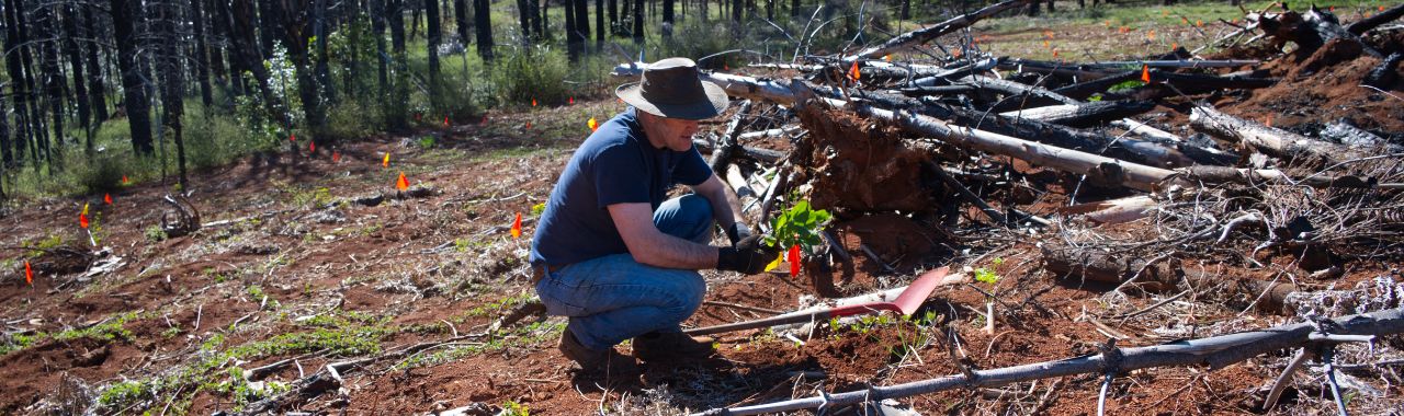 Into the Wild: Planting Trees Beyond the Arboretum’s Borders