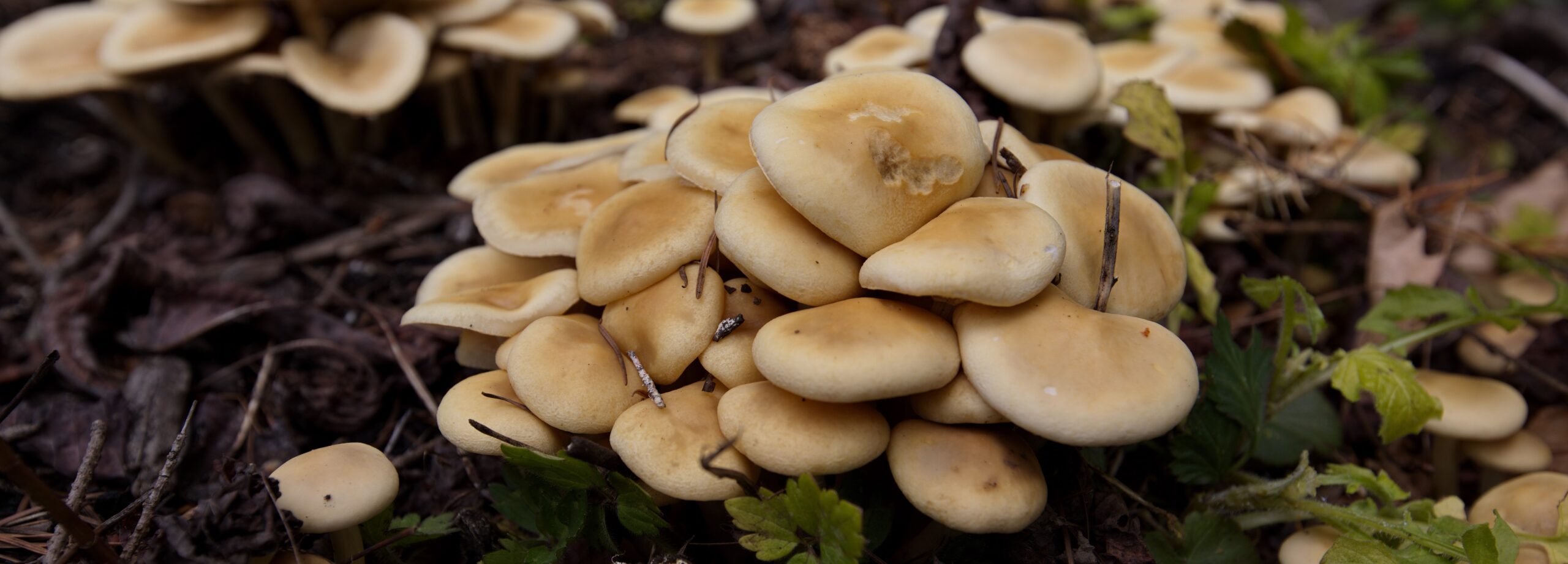 Spring Mushroom Discovery Walk with Leah Bendlin