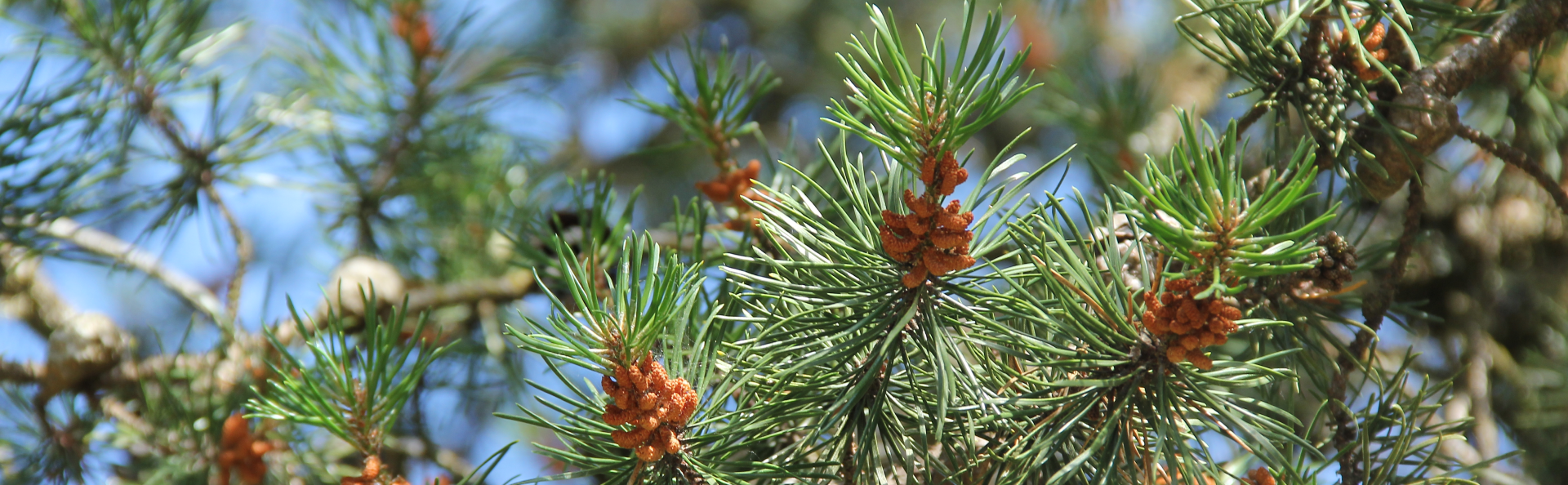 White Pine Trail and Trees