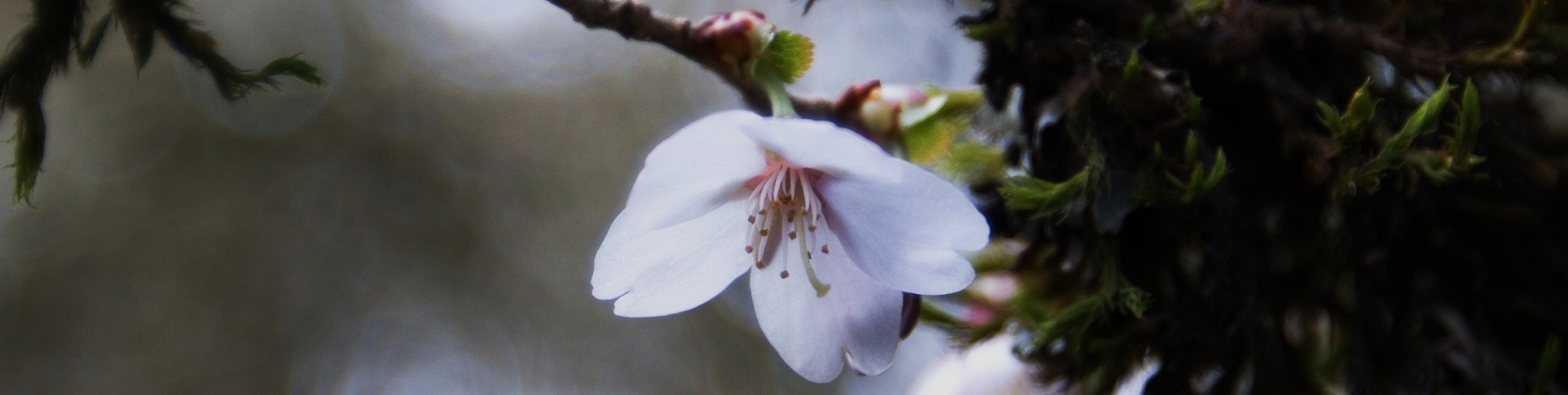 Flowering Trees Walk