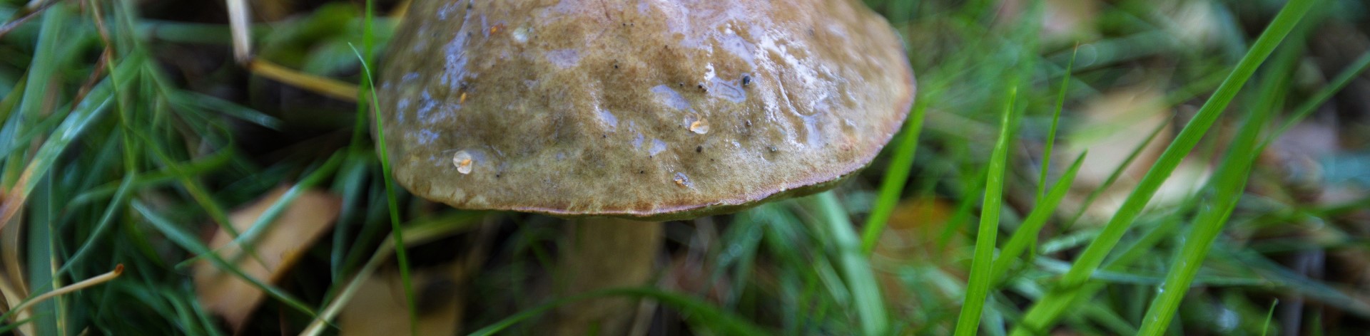 Common Spring Mushrooms with Leah Bendlin