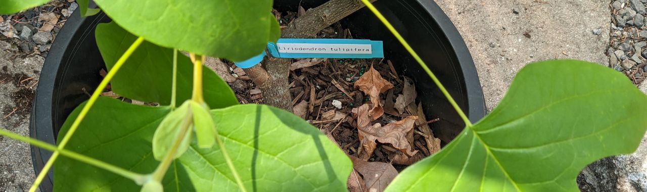 A Strong Foundation: Lessons from a Fall Tree Planting