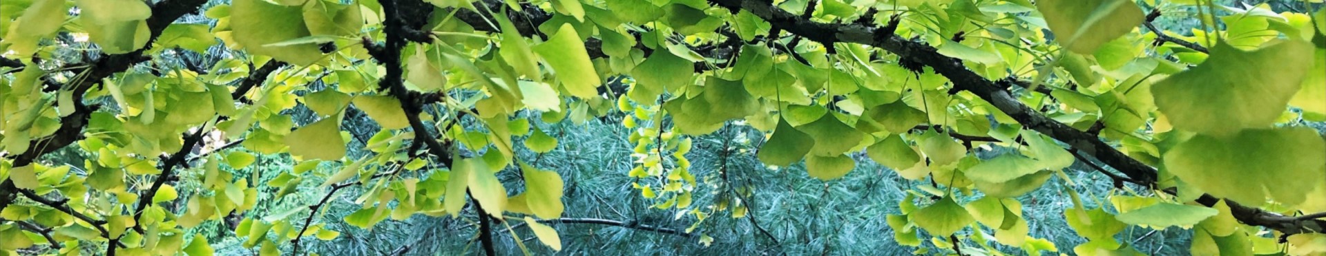 Tree Transformation Card Readings