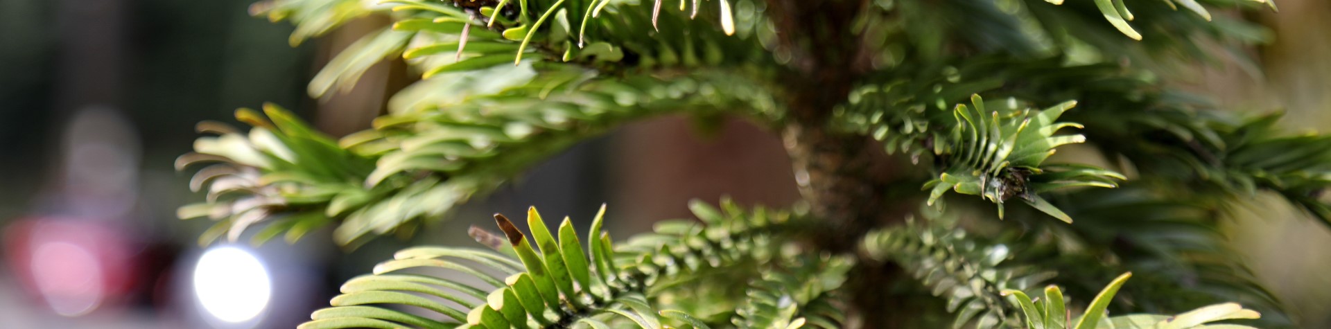 Trees of South America