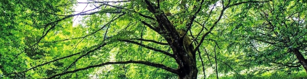 Glorious Midsummer in the Trees