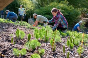Close-up of volunteers pulling horsetail from a hillside near a bamboo planting. In the foreground, a woman with a dark brown ponytail is focused on weeding.