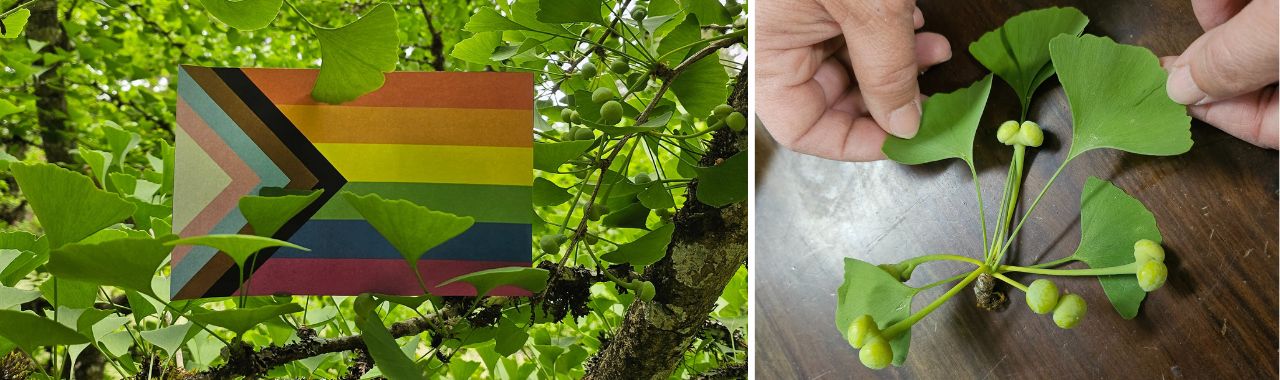 Happy Pride Month to Ginkgo biloba ‘Autumn Gold’!