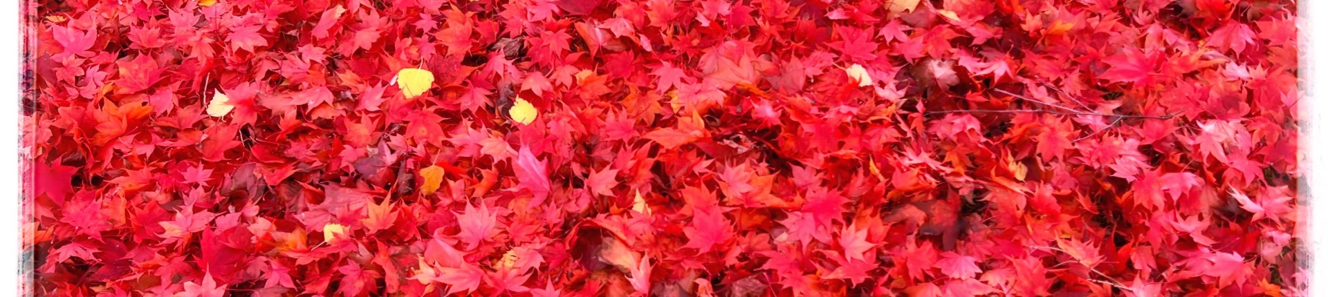 Autumn Photo Walk