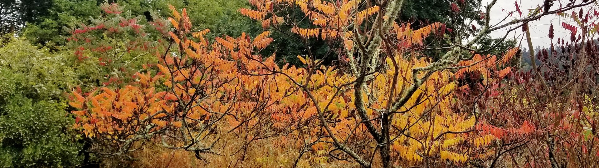 What Are Trees Thinking?