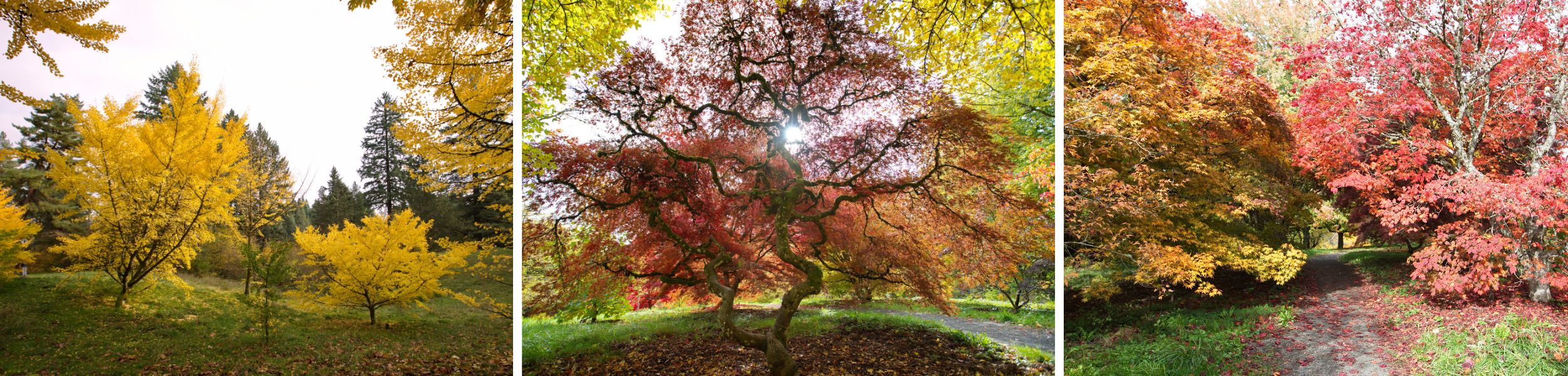 Fall Color Watch 2025