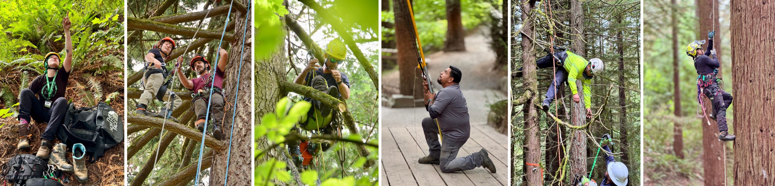 Arborists in the Arboretum