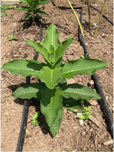 A large, green leafy plant with oval, ridged leabes grows from bare ground in a garden surrounded by irrigation tubing.