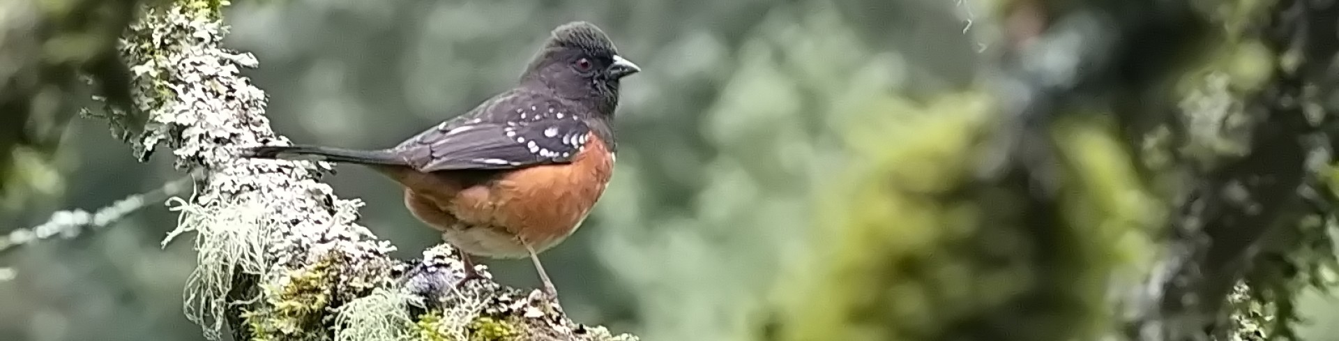 Brainy Birds: Winter
