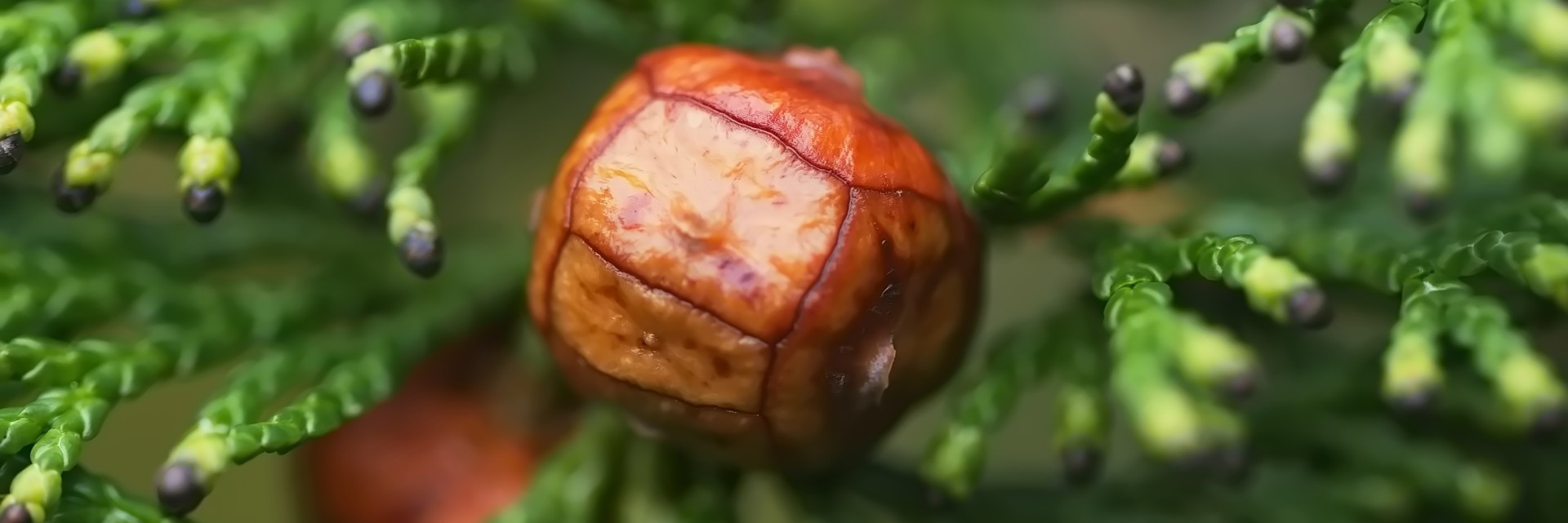 WAITLIST – Seedpods in Watercolors and Pastel