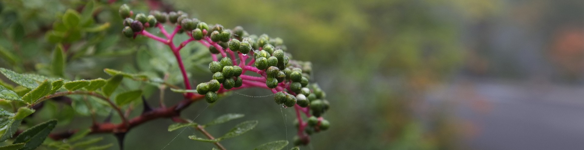 WAITLIST– Sensing Winter: An Inner Warmth Art & Nature Workshop
