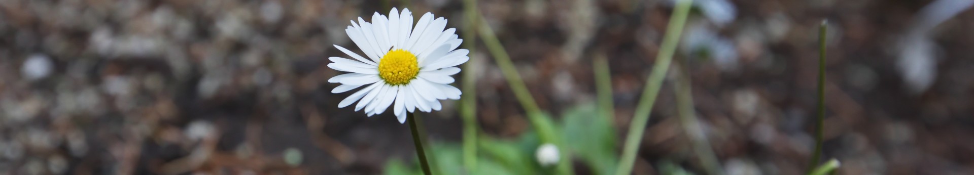 Earth Month Eco-Art: Gratitude & Reciprocity