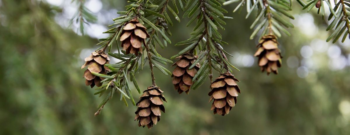 Conifers of the World