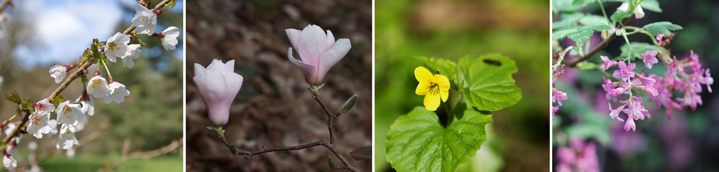Spring Blossom Tracker 2026