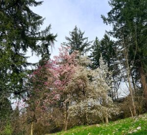 A group of 3 flowering magnolias on a hillside surrounded by dark green, tall conifers. The magnolias are 3 different types, one with white blooms, and 2 with pink blooms. The photo is from a distance, so the umbrealla-like shape and abundant, brightly-colored blooms define the image.