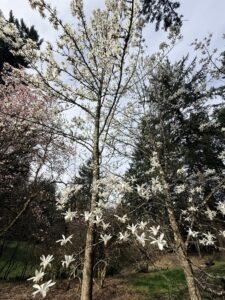 An image of a full tree from below with a narrow trunk and branches that angle upwards toward the sky in a v shape. The branches are bare of leaves, but upright, white flower with narrow petals cluster along the branches.