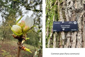 bright white flowers bust from a bud at the tip of a branch with a trail and tall conifer branch in the background. The caption reads "Common pear (Pyrus communis)".
