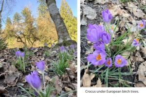 Little clusters of purple bulb flowers with bright orange anthers and long, slender green leaves pop up from a leaf-littered ground underneath a copse of European birch trees with striated white bark. It is a sunny day with tall conifer trees in the background out of focus.