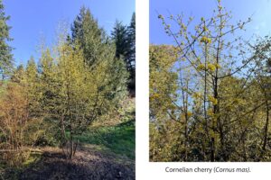 A collage of 2 images. On the left, a bright yellow tree with no leves and thousands of tiny little yellow flowers grows alongside a dirt path with tall conifer trees in the background in the image. On the right, a closer view of a bare branch dotted with little yellow flowers. The caption reads Cornelian cherry (Cornus mas).
