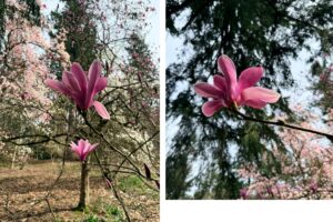 A collage with 2 photos. On the left, a magnolia branch is shown from below, with upright purple bloms with pointed, elongated, waxy petals emerging from fuzzy buds around the base. On the right, a close-up image of an open bloom from below.