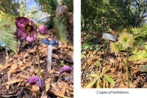 A collage of 2 images. On the left, Helleborus orientalis sprouts its open-petaled drooping bloom amonf the brown leaf litter. On the right a light cream-colored flower edged in pink sprouts among the leaf litter of a hillside. The caption reads "2 species of hellebore".