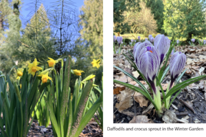 A collage with 2 images. On the left cheerful yellow daffodil flowers with long, slender green leaves all around them grow beneath a dwarf conifer in the Winter Garden. On the right, a white and purple [petaled crocus flower with slender green leaves and are barely opening amid the leaf litter. Their bright orange pollen-bearing anthers are barely visible in the opening petals.