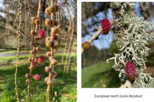 drooping branches with little needle-like leaves sprouting at regular intervals with round, green, scaled cones beginning to form. Some of the cones are more mature, and are bright pink with scales that are beginning to separate into a fringe-like texture. The caption reads "European larch (Larix decidua)",
