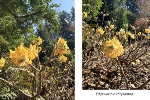 Clusters of tiny yellow-orange flowers form an umbrella-like shape that dangle from bare branches of a shrub. Tall conifer trees and other greenery can be seen in the background on a sunny day.