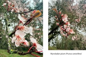 A collage with 2 images side by side. On the left a branch of a plum tree in bloom with light pink/white petals, red stems, and red reproductive parts. On the right the same tree and angle from further out, with the trail and grass, and bare branches in the background. The caption reads "Myrobalan plum (Prunus cerasifera)".