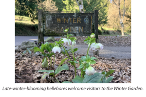 A cluster of white hellebore flowers with drooping petals spring up in front of a wooden sign carved with the words "Winter Garden" on a sunnny day with greenery in the background.