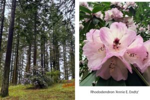 A collage with 2 images. On the left, a wide view of the outside of a rhododendron bush from far away, it's purple blooms popping against the dark green foliage in a field surrounded by tall doug-firs. On the right, a close-up image of rhododendron blossoms that are papery, bell-shaped collections with pink-white-purple gradient of petals and dark purple-red spots inside the cone of the flower and a clear view of the pollen-bearing anthers in the center.