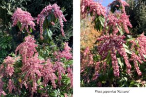 A shrub with pointed dark green leaves droops with long tendrils of pink, bell-shaped flowers. The caption reads "Pieris japonica 'katsura'". 