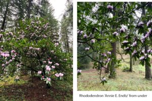 A collage with 2 images. On the left, a wide view of the outside of a rhododendron bush with plentiful oval-shaped dark green. waxy leaves and mmany bursting collections of purple-pink flowers. On the right, the view from underneath the rhododendron with a clear view of the spindly branch shaping, the leaves and blooms punctuate the view and a trail with tree trunks can be seen through under the tree.