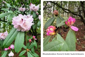 A close-up shot of rhododendron blooms on a branch surrounded by long, oval-shaped waxy green leaves in a radial pattern. The image shows many hot-pink buds ready to blossom.