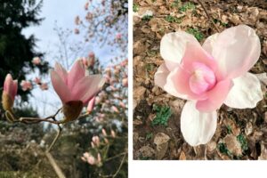 A collage with 2 photos. On the left, a magnolia branch is shown from below, with upright pink blooms with pointed, elongates, waxy petals emerging from fuzzy buds around the base. On the right, a close-up image of an open bloom from above with roseate petals radiating from the center and leaf litter on the ground beneath.