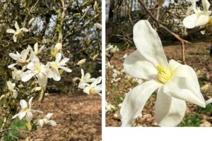 A collage with 2 photos. On the left, a magnolia branch is shown from above, with upright white and waxy blooms. The petals have flopped open to reveal yellow anthers and reproductive parts of the flower. On the right, a close-up image of an open white bloom from above with petals drooping and contrasting yellow reproductive parts.