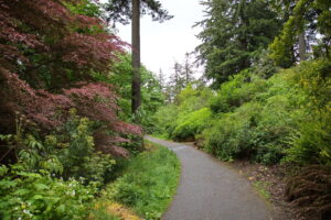 Many different kinds of trees line a long paved path.