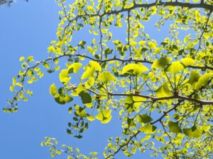 bright green fan shaped leaves from below against a blue sky