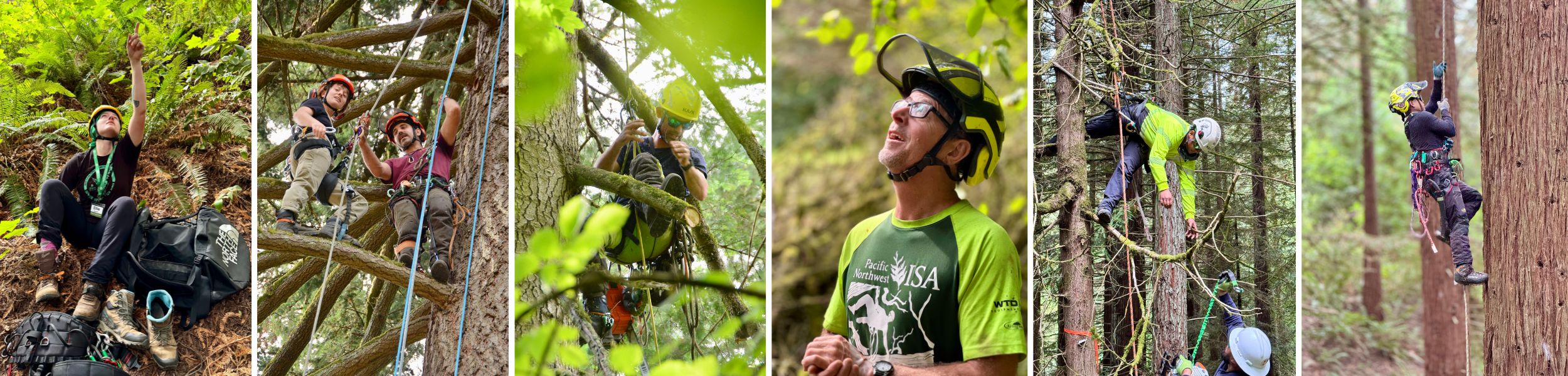 Arborists in the Arboretum