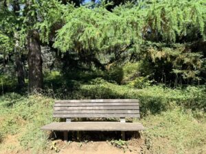A wooden bench seat 2-3 adults along Redwood Trail under a Japanese Larch.