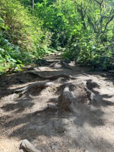 Significant root intrusion along the connector trail between Redwood Trail and Bray Lane.