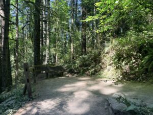 A wooden bench seats 2-3 adults on Wildwood Trail near the intersection with Redwood Trail along the switchback that leads to the Redwood Deck.